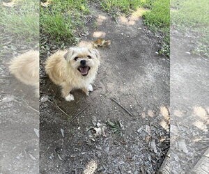 ShiChi Dogs for adoption in Montello, WI, USA