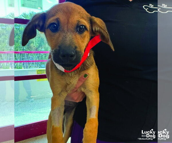 Medium Photo #2 Labrador Retriever-Unknown Mix Puppy For Sale in Washington, DC, USA