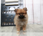 Small Photo #1 Pomeranian Puppy For Sale in MARIETTA, GA, USA
