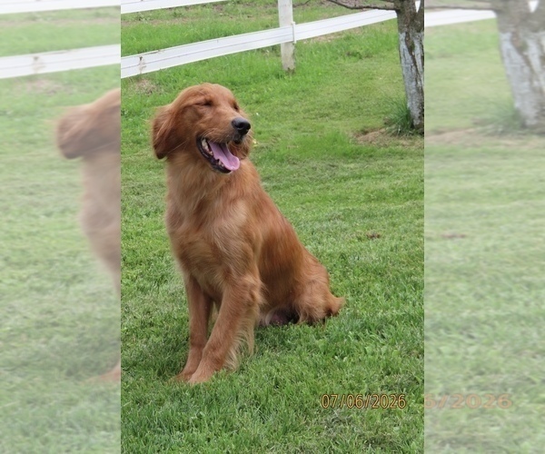 Medium Photo #1 Golden Retriever Puppy For Sale in THORP, WI, USA