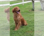 Small Photo #1 Golden Retriever Puppy For Sale in THORP, WI, USA