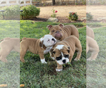 Small Photo #36 Bulldog Puppy For Sale in NORCO, CA, USA