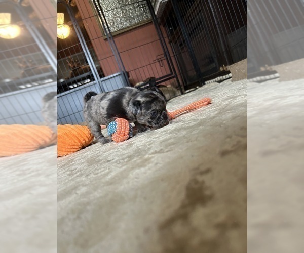 Medium Photo #11 Pug Puppy For Sale in BLOOMINGTON, IL, USA