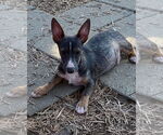 Small #1 Pembroke Welsh Corgi Mix
