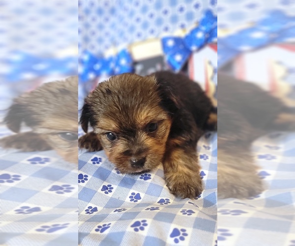 Medium Photo #146 Yorkshire Terrier Puppy For Sale in AKRON, OH, USA