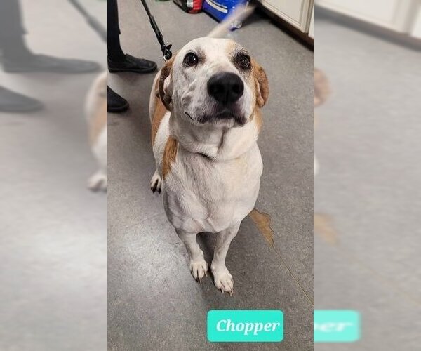 Medium Photo #4 English Coonhound Puppy For Sale in Richmond, IN, USA