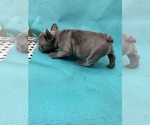 Small Photo #6 French Bulldog Puppy For Sale in GLENDALE, CA, USA