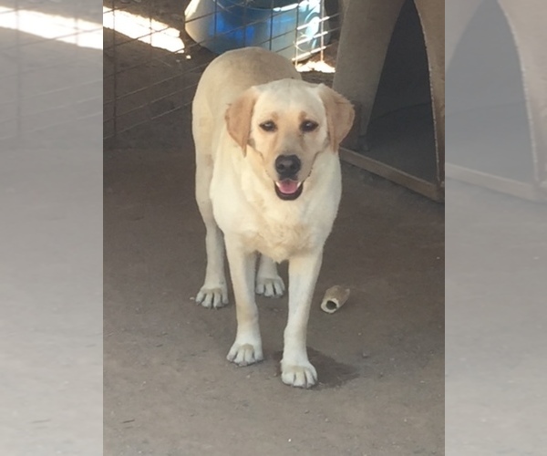 Medium Photo #1 Labrador Retriever Puppy For Sale in SCOTTSDALE, AZ, USA