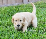 Small Photo #18 Golden Retriever Puppy For Sale in RICHMOND, TX, USA