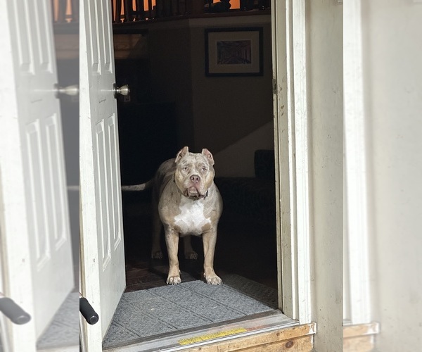 Medium Photo #1 American Bully Puppy For Sale in BLUE SPRINGS, MO, USA