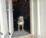 Small Photo #1 American Bully Puppy For Sale in BLUE SPRINGS, MO, USA