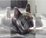 Small Photo #1 French Bulldog Puppy For Sale in YANTIS, TX, USA