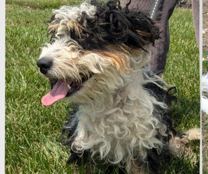 Mother of the Bernedoodle (Miniature) puppies born on 11/28/2024