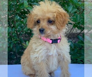 Goldendoodle-Poodle (Miniature) Mix Puppy for sale in NEWPORT, PA, USA