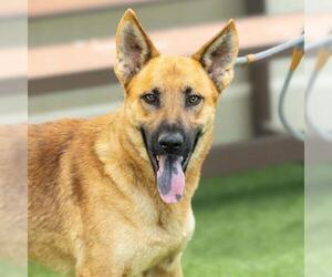 German Shepherd Dog-Unknown Mix Dogs for adoption in Camarillo, CA, USA