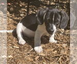 Small #4 Beagle-Border Collie Mix