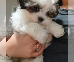 Shih Tzu Puppy for sale in HOUSTON, TX, USA