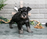 Small Photo #33 Schnauzer (Miniature) Puppy For Sale in BALTIC, OH, USA