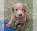 Small #5 Labradoodle