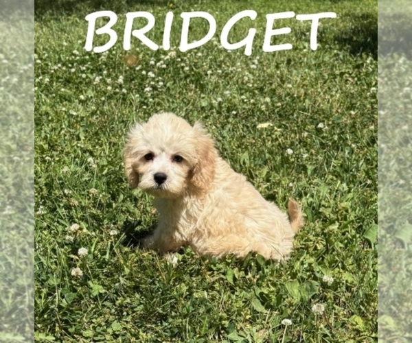 Medium Photo #1 Cockapoo (Miniature) Puppy For Sale in HARTLAND, MN, USA