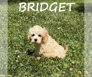 Cockapoo (Miniature) Puppy for sale in HARTLAND, MN, USA