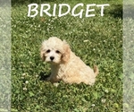 Image preview for Ad Listing. Nickname: Bridget