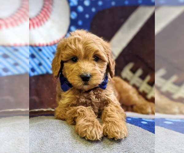 Medium Photo #7 Goldendoodle-Poodle (Miniature) Mix Puppy For Sale in NEW PROVIDENCE, PA, USA