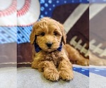 Small Photo #7 Goldendoodle-Poodle (Miniature) Mix Puppy For Sale in NEW PROVIDENCE, PA, USA