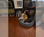 Small #10 Chihuahua