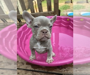 French Bulldog Puppy for Sale in CONYERS, Georgia USA