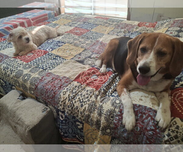 Medium Photo #3 Beagle Puppy For Sale in Coldwater, MI, USA
