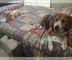 CHARLIE - Male Beagle Dog for Adoption - Photo #3