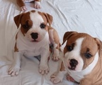 Small #1 American Bully