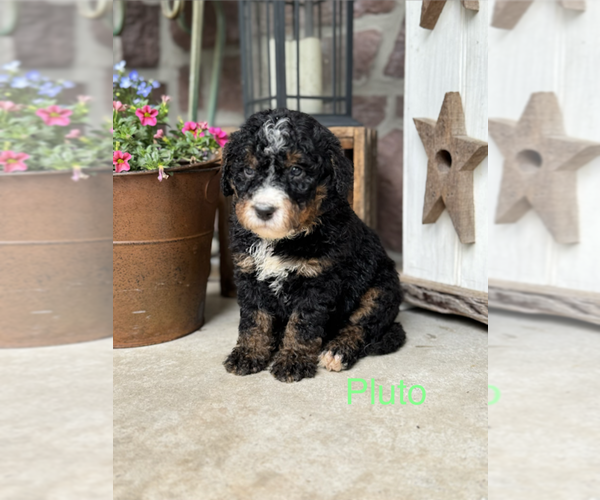 Medium Photo #1 Bernedoodle (Miniature) Puppy For Sale in DENVER, PA, USA