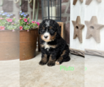 Puppy Pluto Bernedoodle (Miniature)