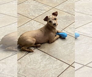 Poodle (Miniature)-Unknown Mix Dogs for adoption in Hillsboro, MO, USA