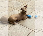 Small Poodle (Miniature) Mix