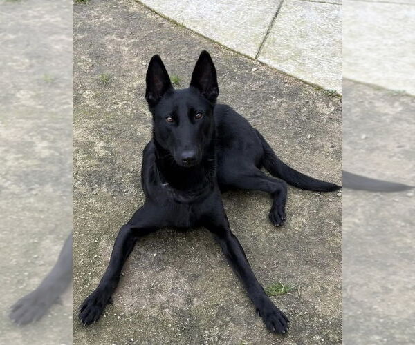 Medium Photo #1 Holland Shepherd-Unknown Mix Puppy For Sale in Imlay City, MI, USA