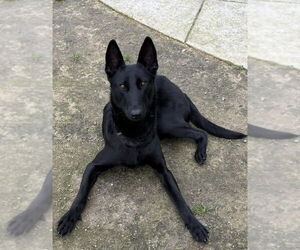 Holland Shepherd-Unknown Mix Dogs for adoption in Imlay City, MI, USA