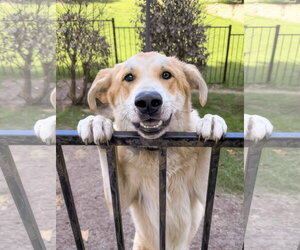 Lux - Male Great Pyrenees-Unknown Mix Dog for Adoption - Photo #2