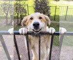 Small Photo #2 Great Pyrenees-Unknown Mix Puppy For Sale in McKinney, TX, USA