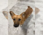 Small #2 Pembroke Welsh Corgi Mix