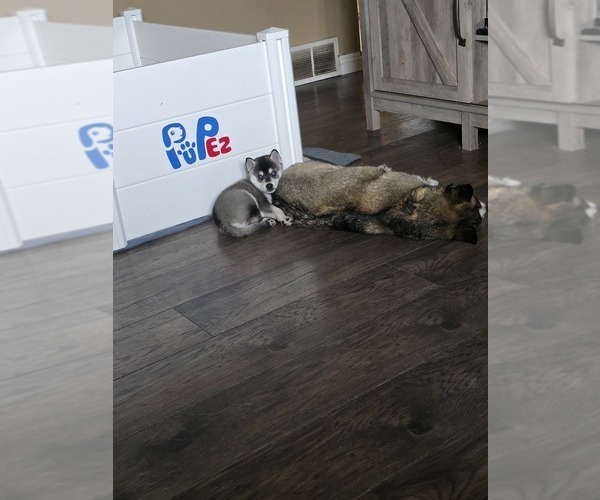 Medium Photo #6 Alaskan Klee Kai Puppy For Sale in SUNSET, UT, USA