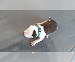 Small Photo #5 American Pit Bull Terrier Puppy For Sale in WENATCHEE, WA, USA