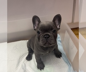 French Bulldog Puppy for sale in EAST BRUNSWICK, NJ, USA