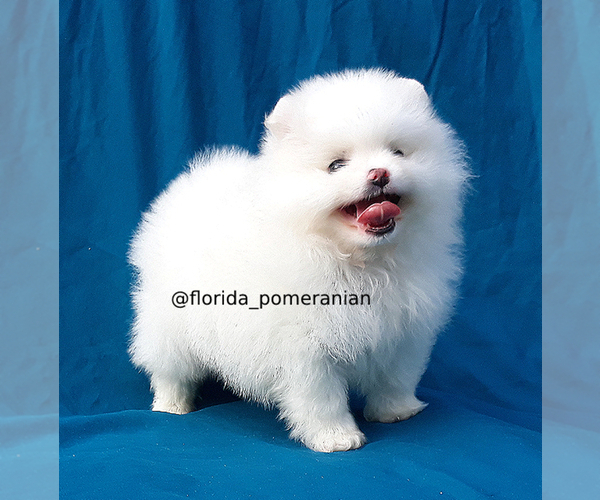 Medium Photo #12 Pomeranian Puppy For Sale in PALM BCH GDNS, FL, USA