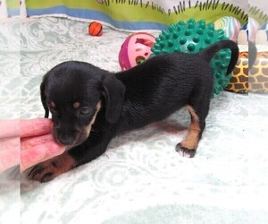 Chiweenie Puppy for sale in RATTAN, OK, USA