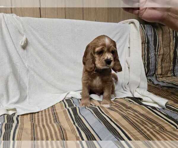 Medium Photo #7 Cocker Spaniel Puppy For Sale in HOLYOKE, MA, USA