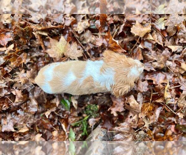 Medium Photo #3 Brittany Puppy For Sale in BERKSHIRE, NY, USA