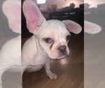 Small Photo #4 French Bulldog Puppy For Sale in TEMPE, AZ, USA